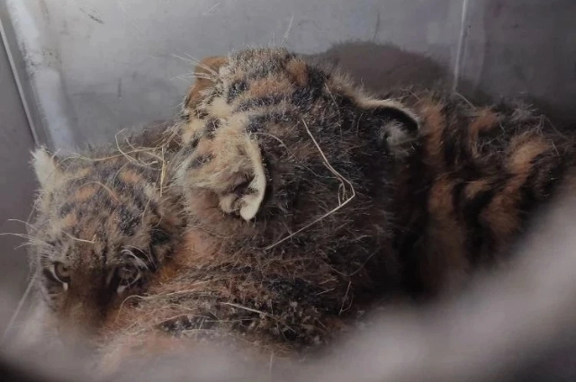 спасённые тигрята