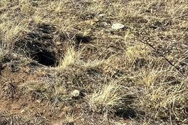 В норах сурков манулы находят укрытие от жары, холода и врагов.