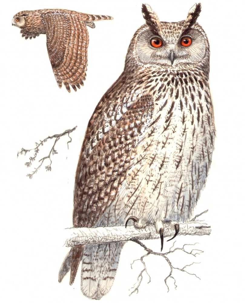 Филинов часто тревожат во время гнездования.