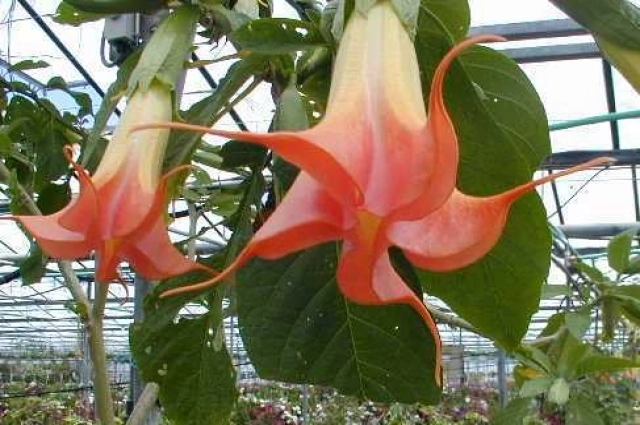 Бругмансия