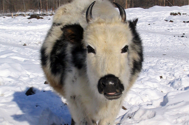 Так выглядит якутская корова. 
