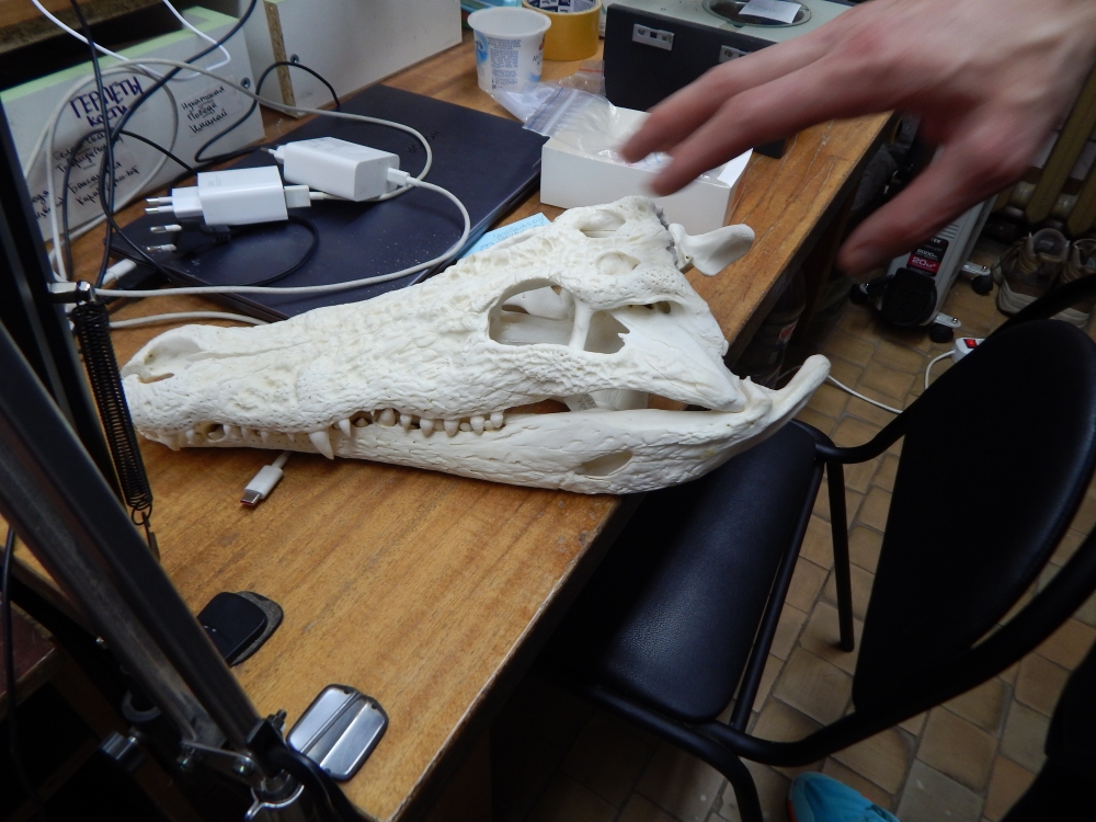 Среди находок в лаборатории Дмитрия Гимранова встречаются черепа крокодилов, медведей, куньих и других хищников.