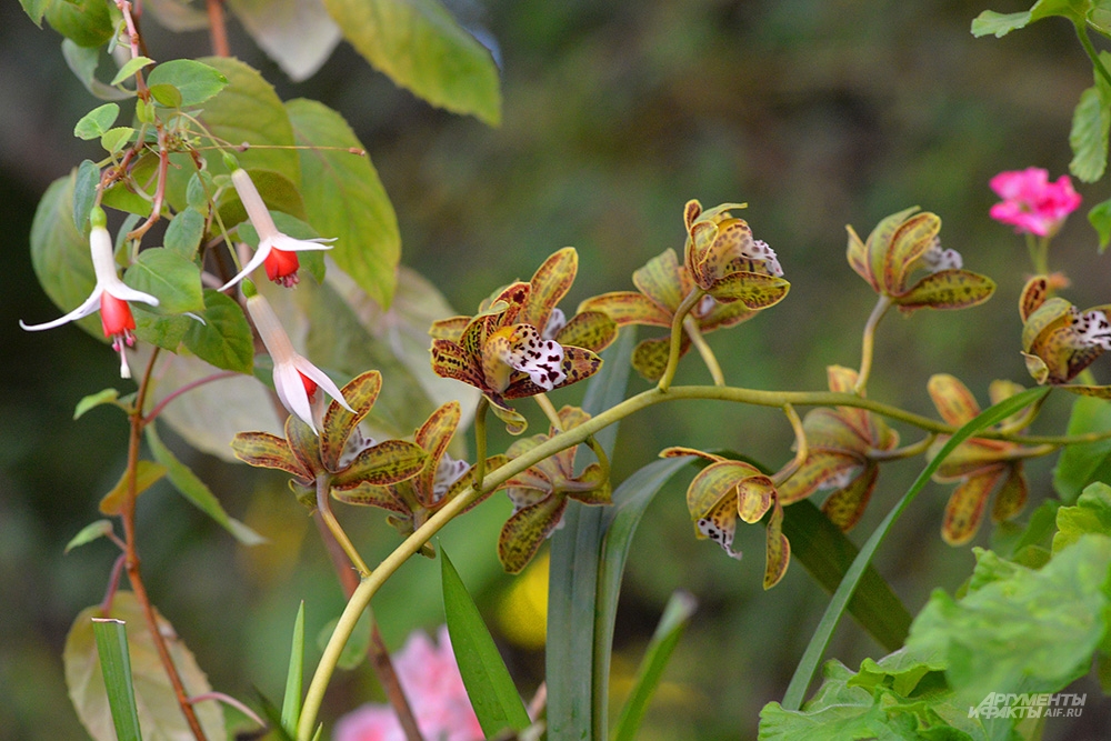 Весна в Аптекарском огороде.