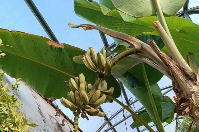 В открытом грунте банан погибнет, поэтому в нашем климате возможно только тепличное выращивание.