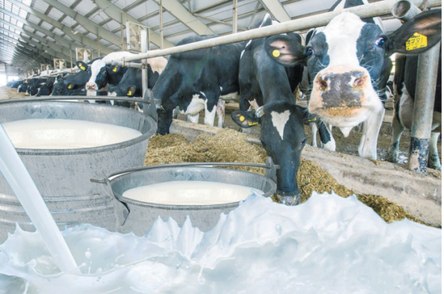 Считается, что коровье молоко, полученное в день Нины, обладает целебной силой.