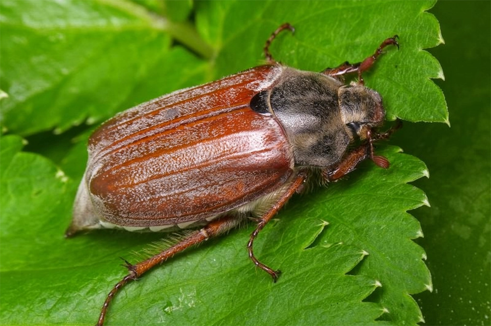 Майский жук питается молодой листвой. Его можно встретить на березе, осине, липе, дубах, кленах, рябине.