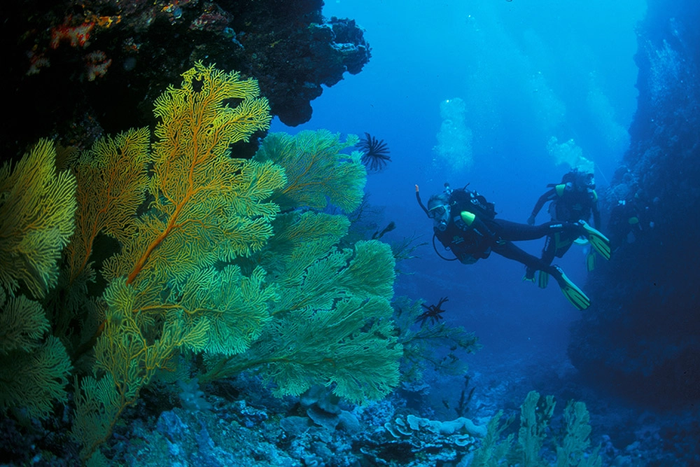 Водные виды спорта.дайвинг