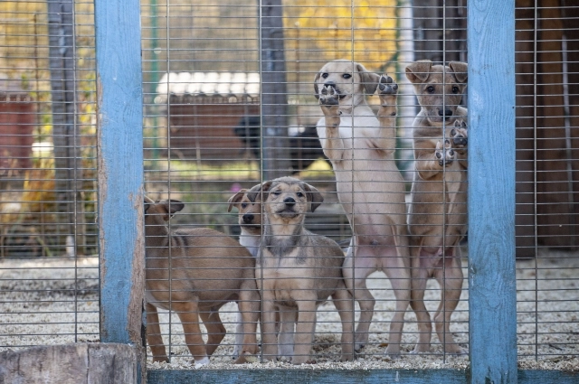 Условия содержания собак приближены к домашним