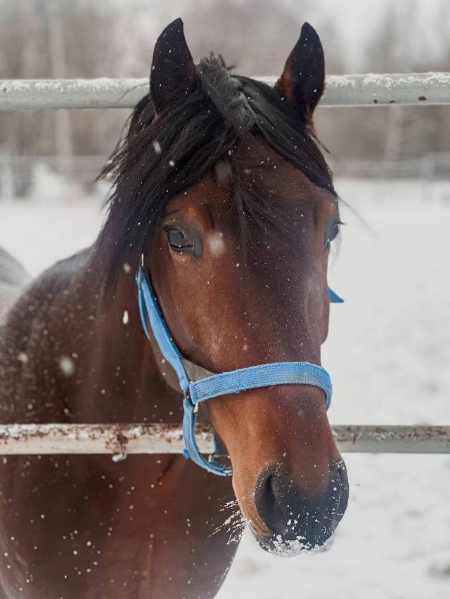 Достаточно посмотреть в его глаза...