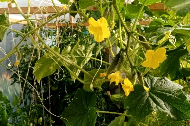 Огурчикам место в теплице.