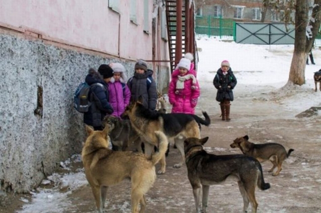 Стаи бродячих собак набрасываются на самые уязвимые слои общества.