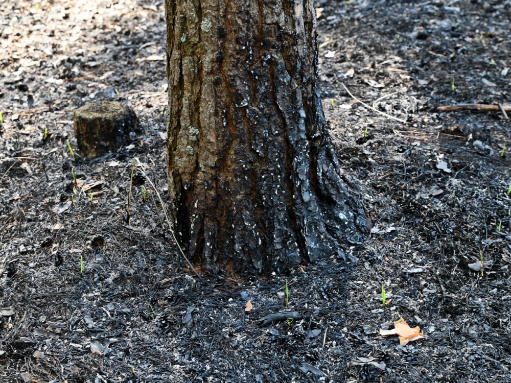 По расположению обгоревшей коры деревьев и лесной подстилки лесники могут определить, откуда пришел огонь.