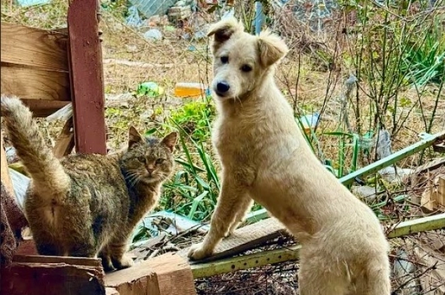 Любимец бойцов пёс Талисман.