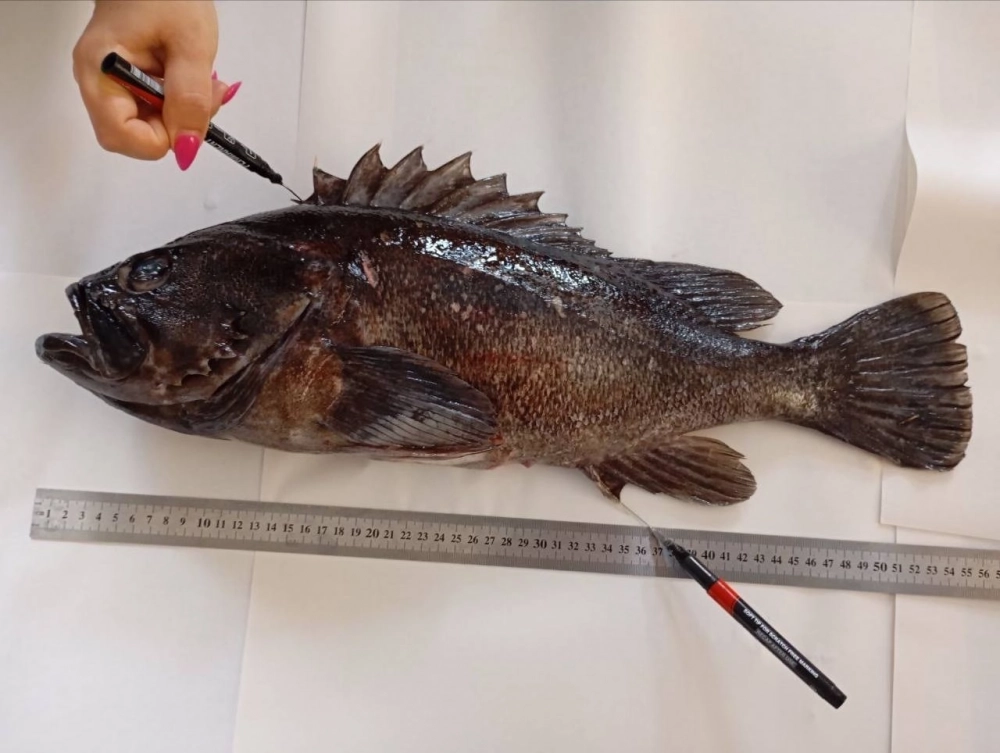 Эти окуни в Черном море более крупные, чем на Дальнем Востоке. 