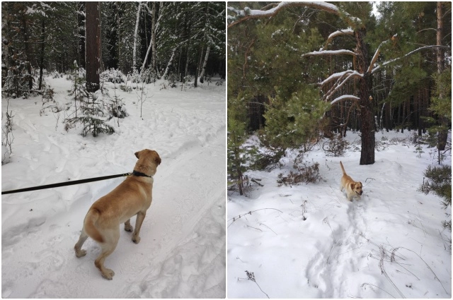Собаку лучше выгулять заранее и не оставлять одну дома.