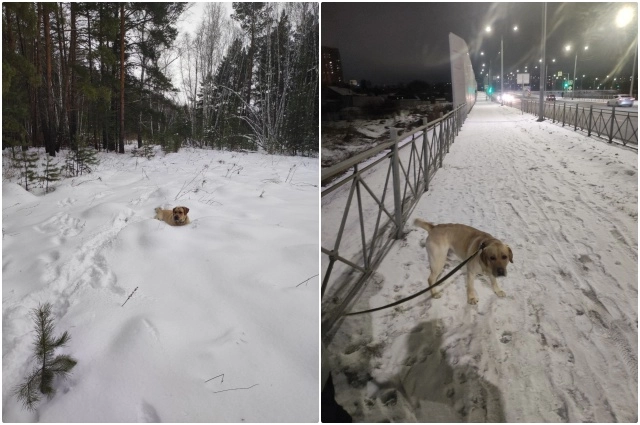 Погулять с собакой лучше пораньше, до салютов.