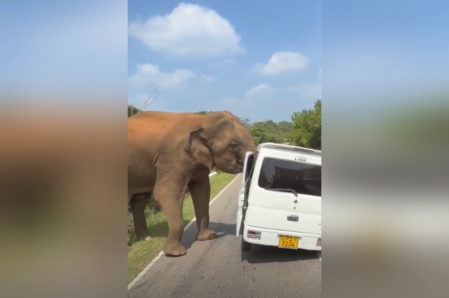 Туристы кормили дикого слона фруктами.