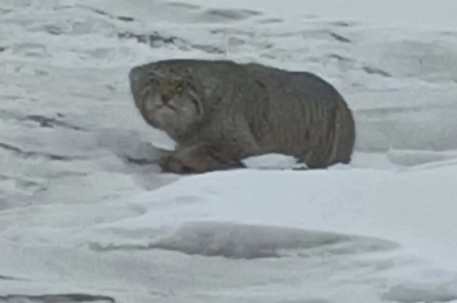 Различия между полами во внешнем облике у манула не выражены.