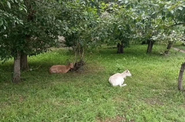 Скотине запрещено находиться в местах общего пользования.