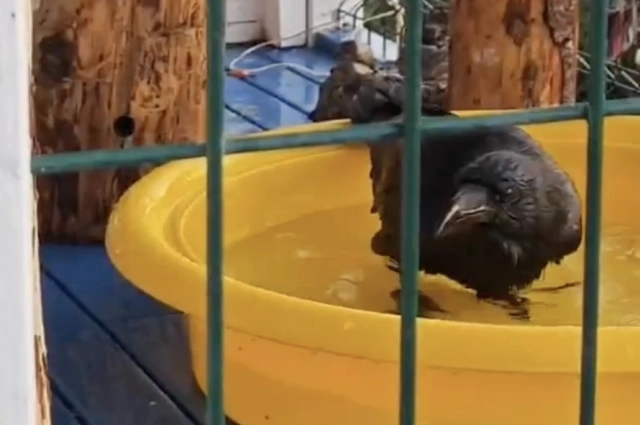 Недавно опубликованное видео, на котором Гоша плескается в тазике с водой.