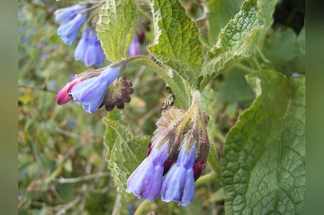 Окопник жесткий (Symphytum asperum LEPECH.)