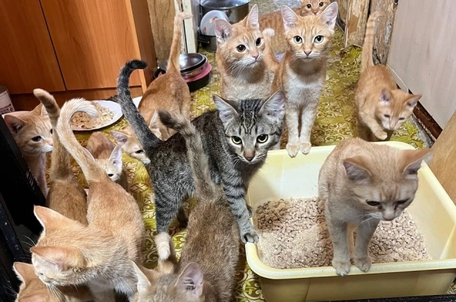 По словам властей, бесконтрольное содержание животных дома зачастую приводит к трагедии.