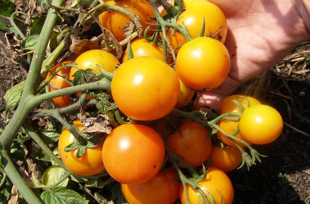 Сорт Оранж.