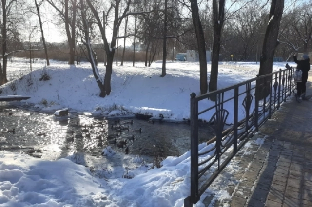 Зимующих уток надо правильно кормить.