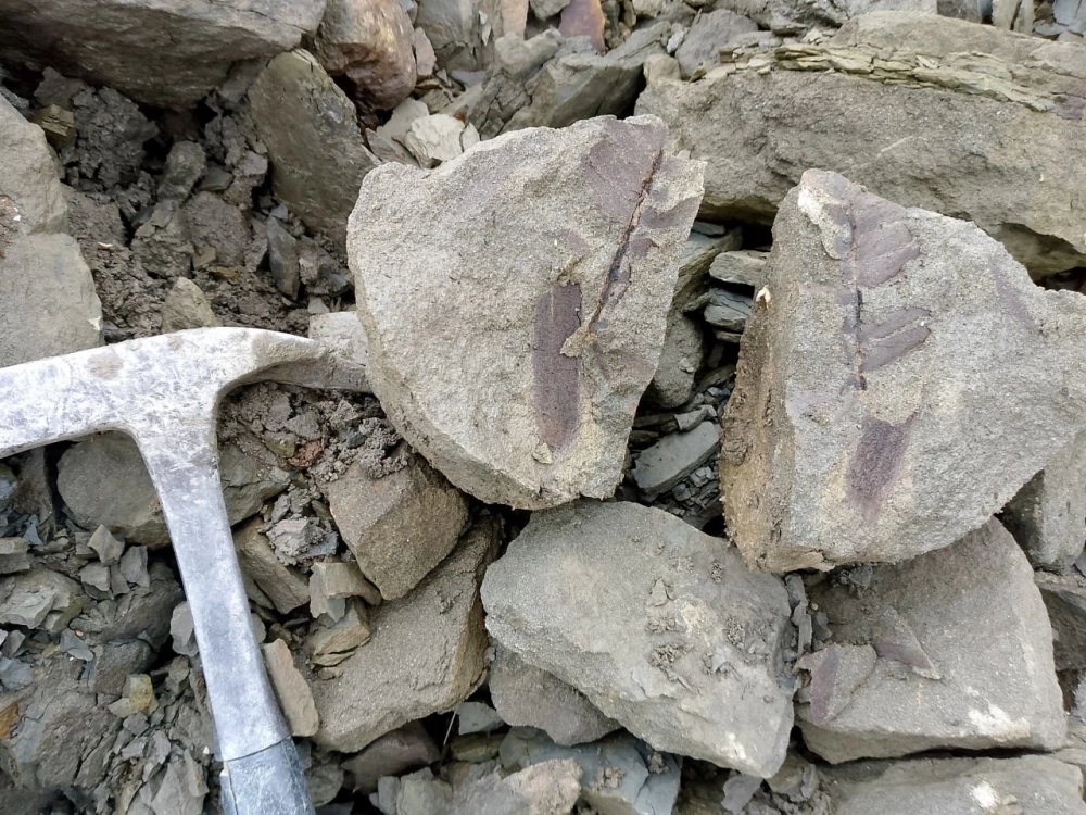 Следы беннетитовых растений с горы Битак в южной оконечности Симферополя.