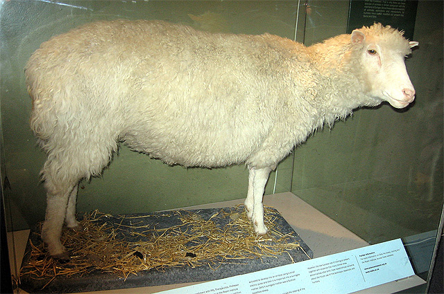 Долли самка овцы, первое млекопитающее, успешно клонированное из клетки другой взрослой особи