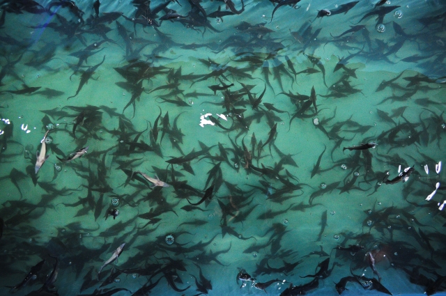 Выпуск мальков в Иртыш.