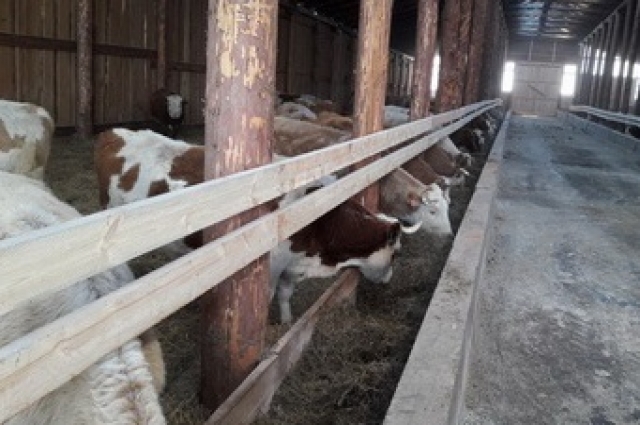 В селе Обуса Осинского района работает семейная животноводческая ферма. В селе Обуса Осинского района работает семейная животноводческая ферма.