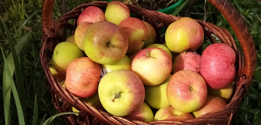 Яблоки полезнее употреблять утром или в обед.