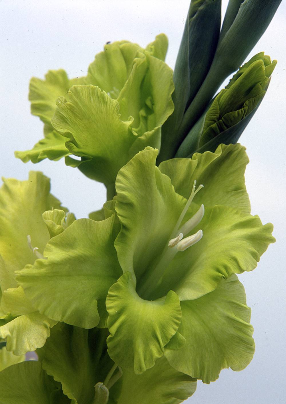 Сорт Грин виз энви с гофрированными салатовыми цветками.