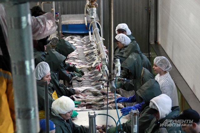 рыбный промысел, рыбная промышленность, рыба
