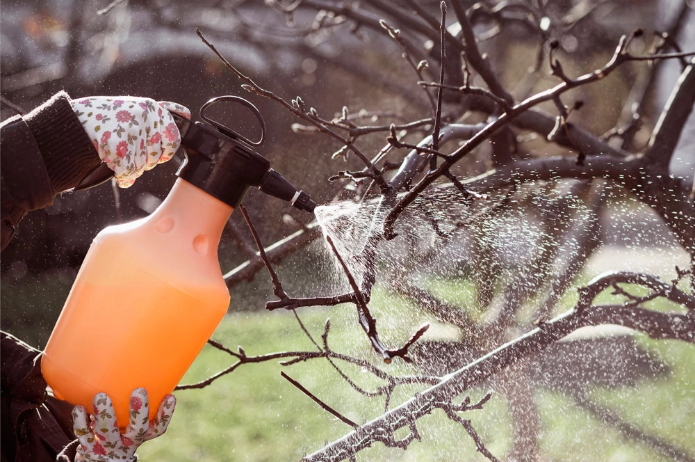 Очень важно обработать растения от вредителей.