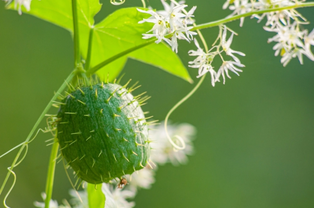 Эхиноцистис.