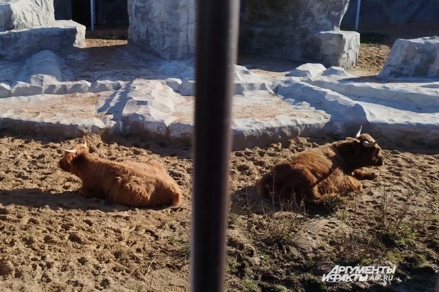 Зоопарк работает шесть дней в неделю (на понедельник приходится санитарный день).