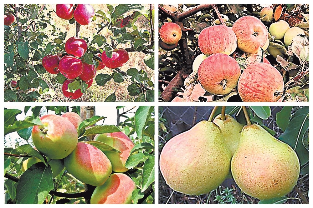 1. Яблоня «Орлик», 2. Яблоня «Орловский пионер». 3. Яблоня «Синап орловский». 4. Груша «Память Паршина»..
