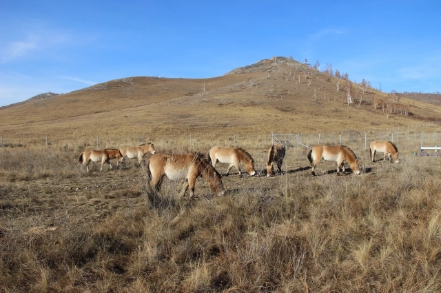 Заповедная Камызяксая степь приняла своих новых обитателей. 