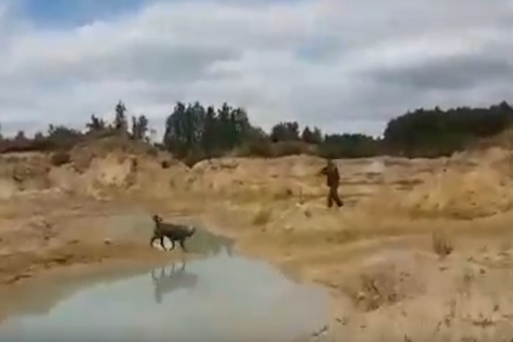 Охотник убил собаку с трех метров/скриншот с видео