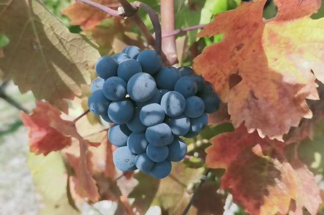 Косточки винограда пережевывали еще в древности