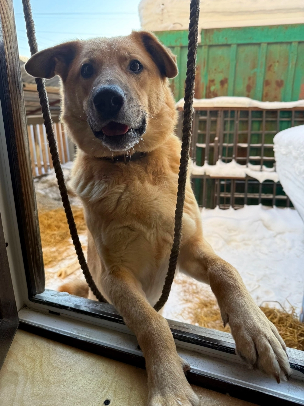 Так Скуби выглядит теперь. Кстати, он ищет дом.