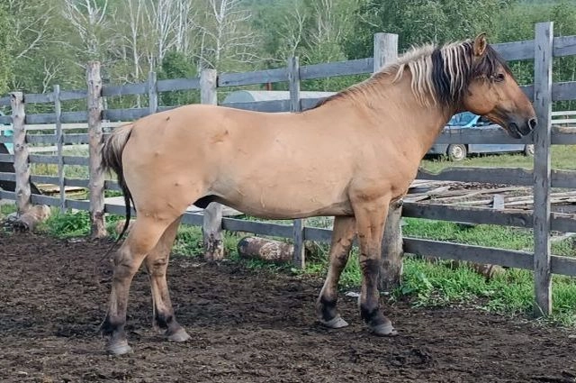 Башкирская лошадь