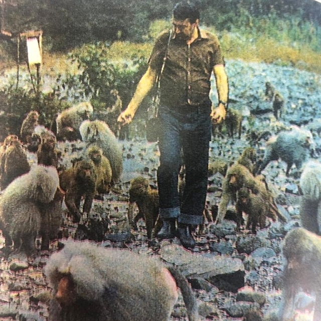 Профессор изучал поведение обезьян не только в НИИ, но и в диких условиях.