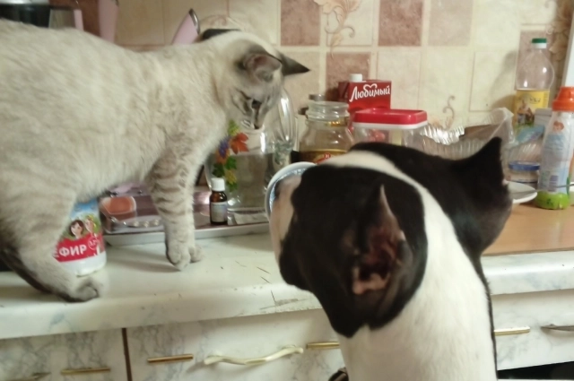 Собака и кошка жили в семье, где умер пятимесячный ребенок.