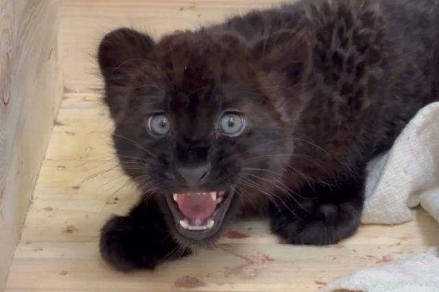 Маленькую пантеру, недавно прибывшую в зоопарк, назвали Багирой.
