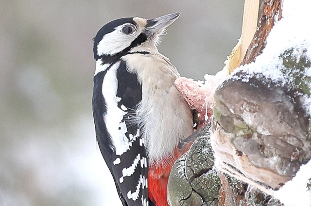 Большой пёстрый дятел.
