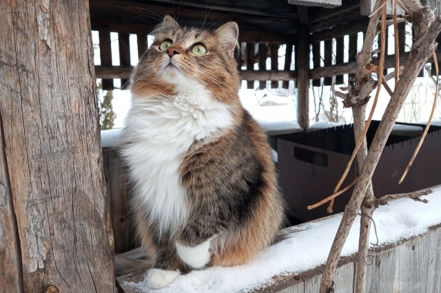 Волонтеры бьют тревогу.