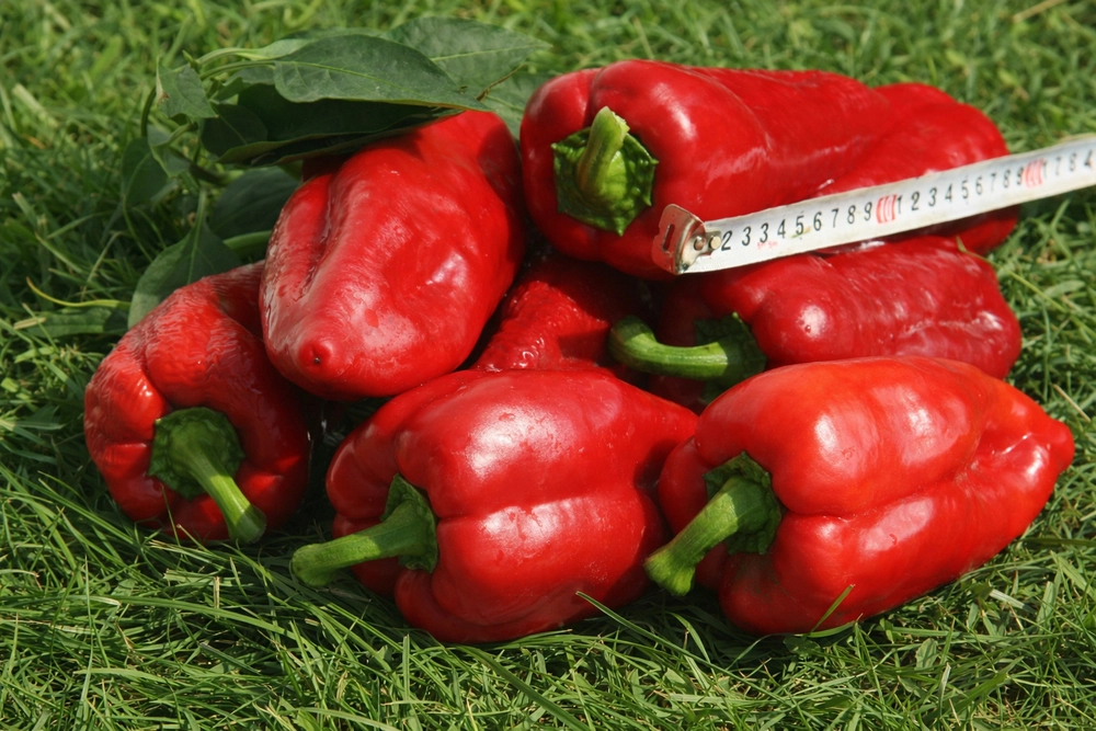 Атлант гигант